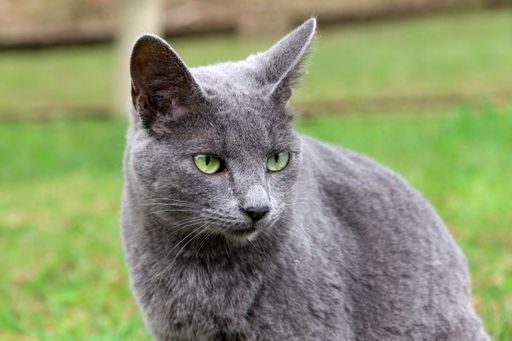 A close-up of a grey cat with green eyes sitting on a grassy field.