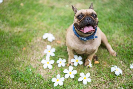 A closeup shot of a french bulldog with a cute snout sitting on the grass near the white flowers