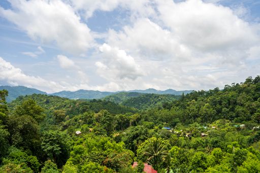 A beautiful lush green trees under a cloudy sky