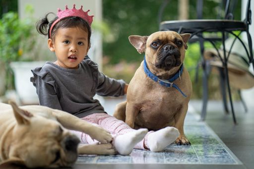 A cute little southeast Asian girl sitting on the ground and playing with two adorable french bulldog puppies
