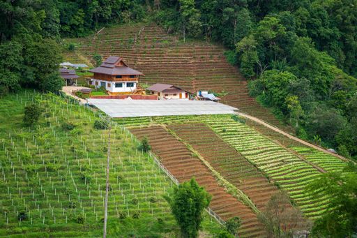 Big beautiful farm with vineyards in the hills in Thailand