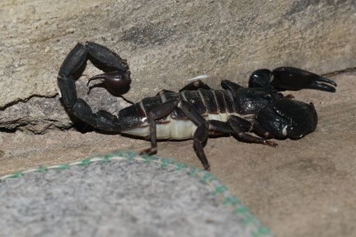A close-up shot of an African venom scorpion