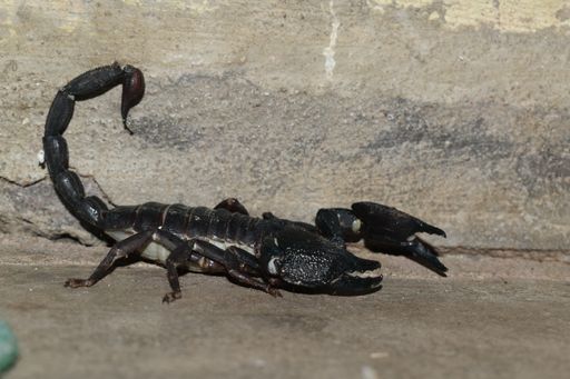 A close-up shot of an African venom scorpion