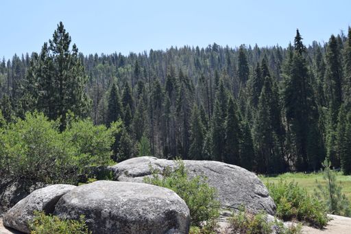A beautiful view of tall green trees in Sequoia National Park on a sunny day