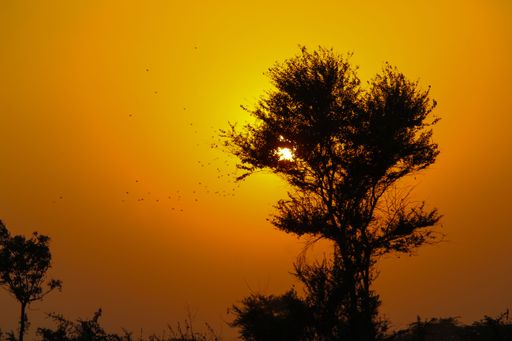 Silhouette of a tree at sunset with an orange sky and birds flying in the background.