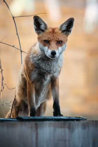 A vertical shot of a cunning fox