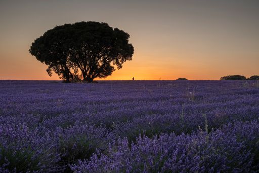 A mesmerizing shot of a lavender field at sunset in Brihuega, Spain