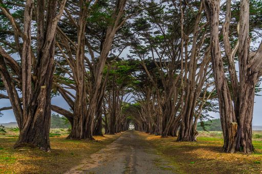 A serene path lined with tall, arching trees creating a natural tunnel with a distant view of a house at the end.