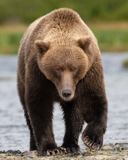 A brown bear walking near a river in a natural habitat. Katmai National Park and Preserve
