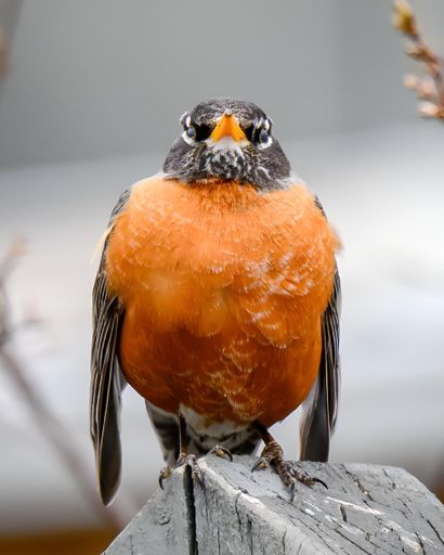 A close-up shot of an American robin with a vibrant orange chest perched on a wooden post