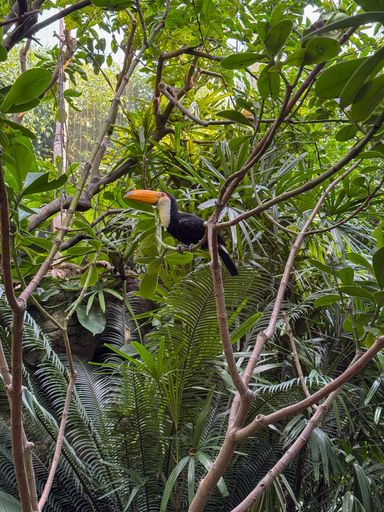 The image features a vibrant toucan perched gracefully on a slender branch amidst a dense, tropical jungle. Its striking orange beak stands out agains