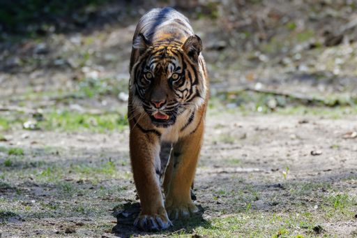 A majestic tiger walking towards the camera in a natural setting, showcasing its powerful presence and beautiful stripes.