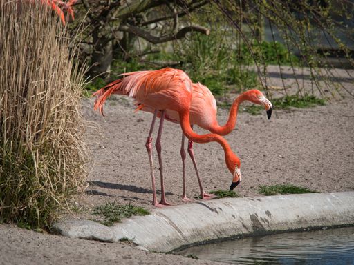 A beautiful view of two flamingos drinking water in a pond