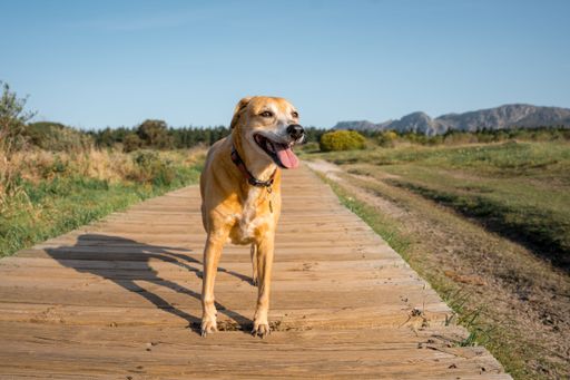 A happy dog standing on a wooden path in a sunny outdoor setting with mountains in the background.