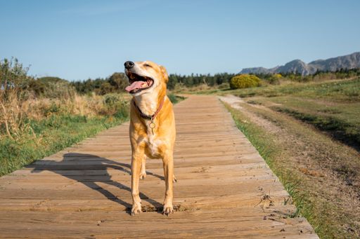 A happy dog walking on a wooden path in a scenic outdoor area with mountains in the background.