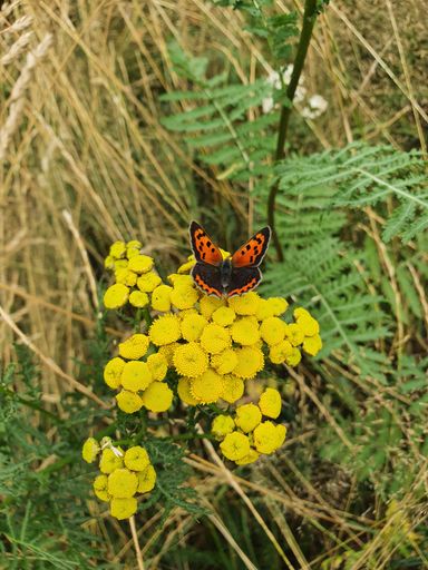 A vertical shot of a small copper butterfly drinking nectar from yellow tansy flowers in the woods