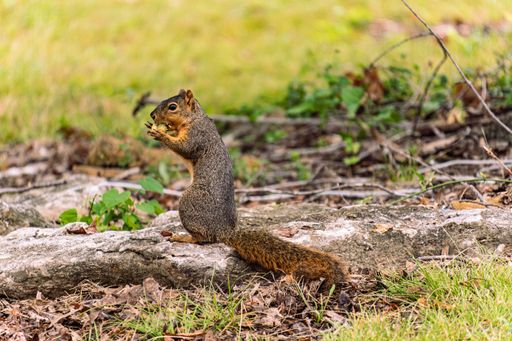 A close-up of a squirrel eating a nut on a log in a park, surrounded by green foliage and grass.