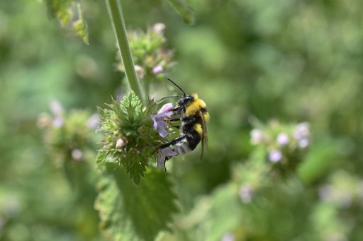 A selective focus shot of a bee collecting the nectar of a flower