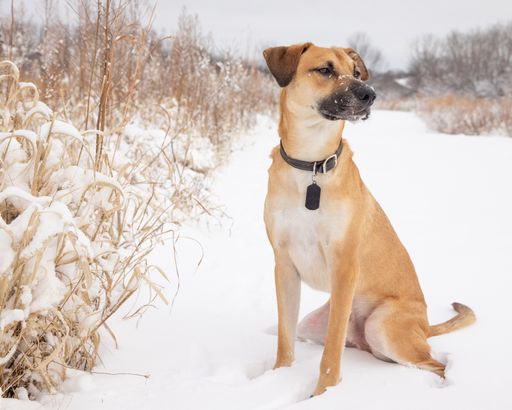 An adorable Black Mouth Cur dog with a collar sitting on the snowy ground