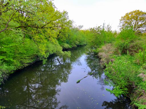A serene river flowing through a lush green forest, surrounded by vibrant greenery.