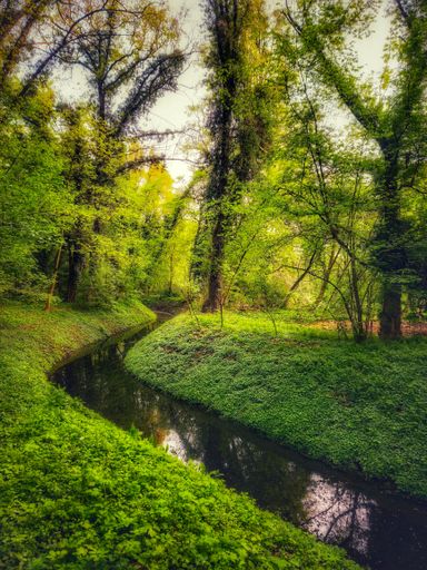 A serene forest scene with a winding stream surrounded by lush green foliage and tall trees.