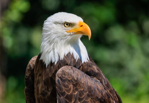 A majestic bald eagle searching for prey on a blurred green background in a sunny field