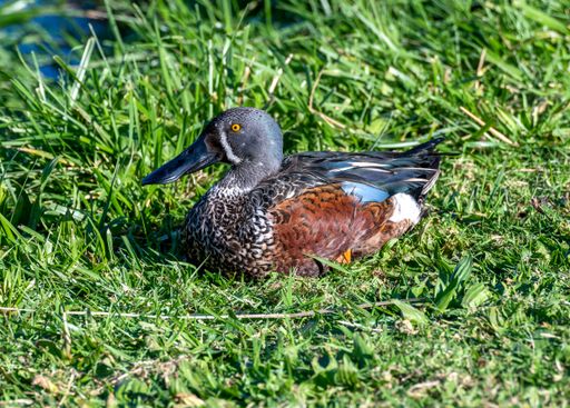 A closeup shot of Australian shoveler sitting on the grass under the sunlight