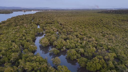 Aerial view of a vast mangrove forest with waterways and distant mountains under a clear sky.