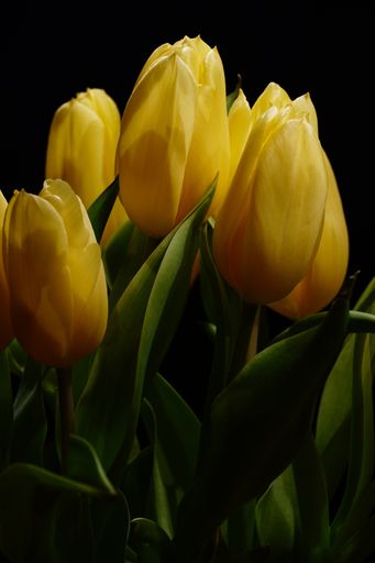 A vertical closeup shot of a bouquet of beautiful yellow tulips with a dark background