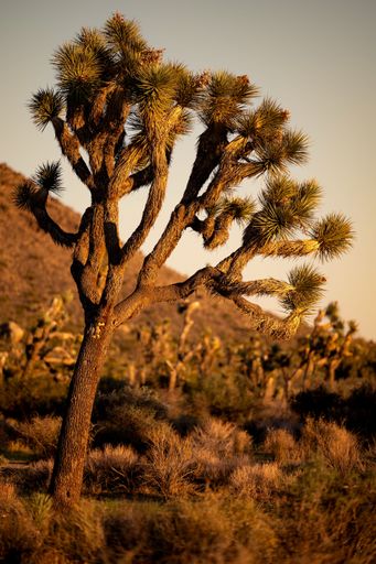A Joshua tree in the desert landscape of Joshua Tree National Park during sunset, California.