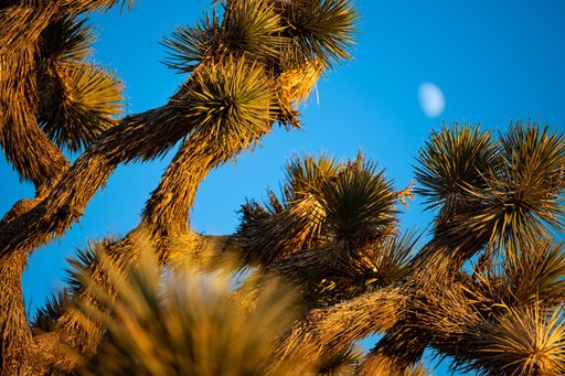 Close-up of a Joshua tree with the moon in the background under a clear blue sky at sunset.