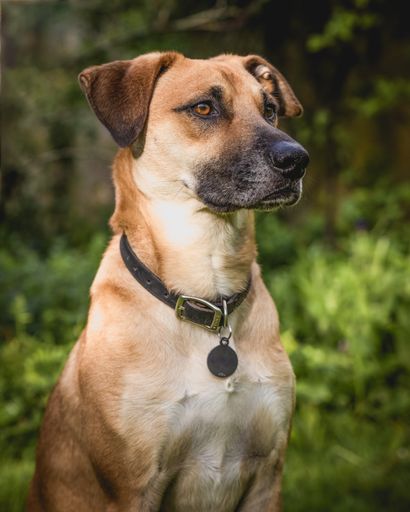 A selective of a sitting Black Mouth Cur dog