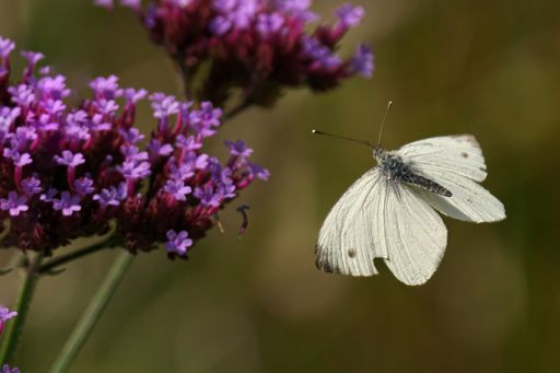 A close-up of a white butterfly in flight near vibrant purple flowers in a garden.