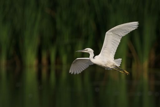 A white egret in flight over a pond with green reeds in the background
