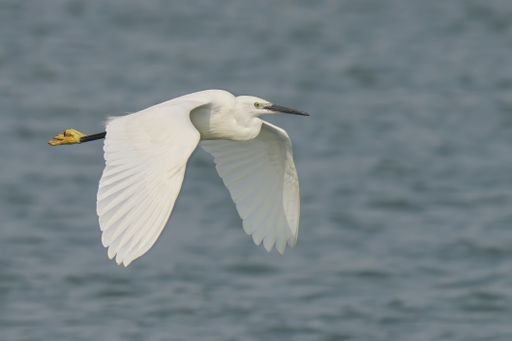 A white egret in flight over a body of water with wings spread wide
