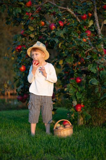 A young boy in a straw hat eating an apple in an orchard with a basket of apples on the grass.