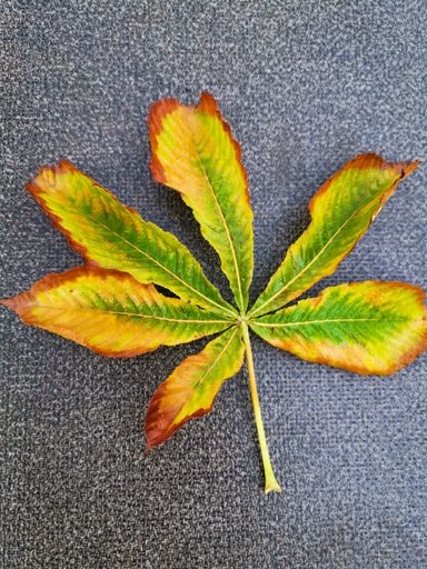 A top view of a colored chestnut leaf on a gray surface