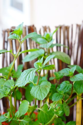 A closeup of fresh mint leaves