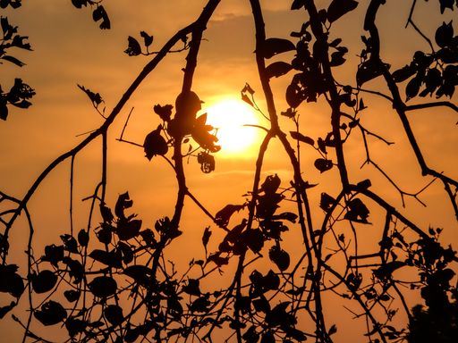 A beautiful full moon on a red sky through the silhouette of tree branches