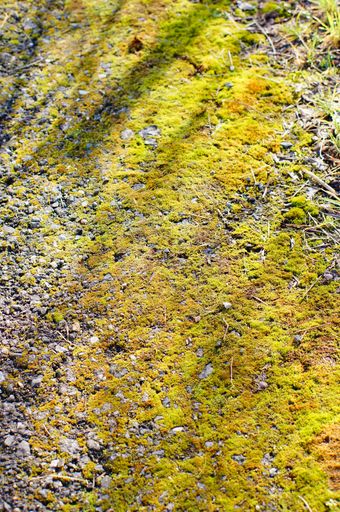 A vertical shot of rocks covered with moss