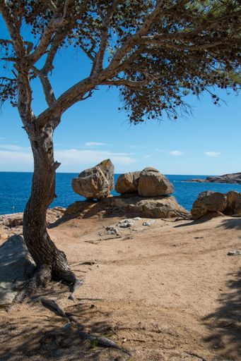 A vertical shot of sea with a tree and huge rocks in the foreground in Tamariu, Spain