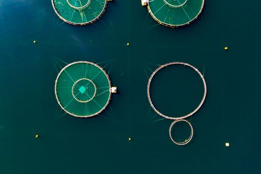 Aerial view of fish cages, in reflecting water, sunny, summer day, in Central Norway - top down, drone shot