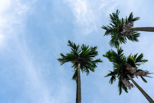 A low angle shot of palm trees against a blue sky background