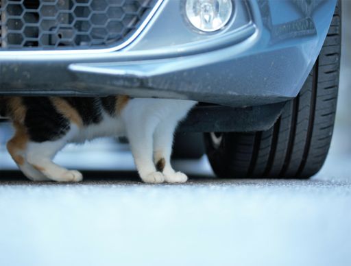 A beautiful shot of a fluffy cat under the blue car
