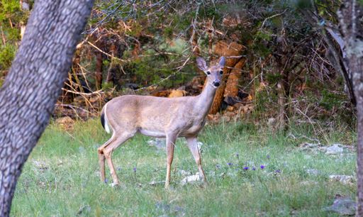 A deer standing in a forest clearing surrounded by trees and grass.