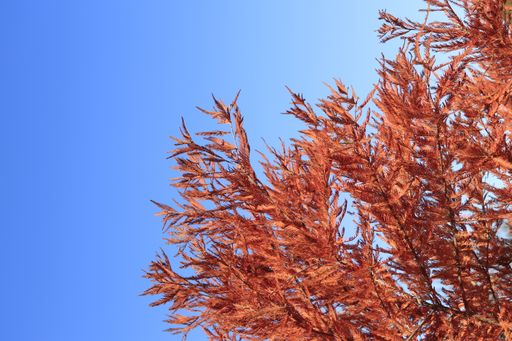A low-angle shot of reddish leaves on a tree twig against the blue sky