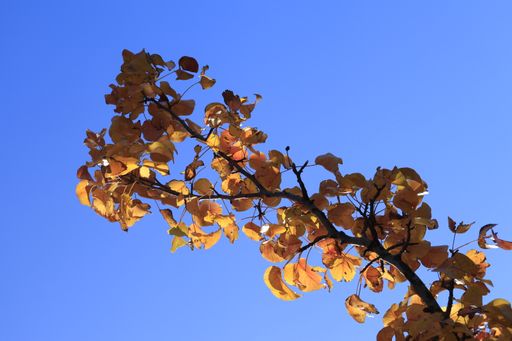 A low-angle shot of yellow leaves on a tree twig against the blue sky