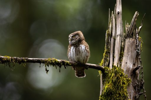 A closeup shot of a bird on a twig