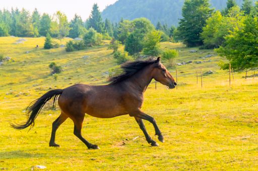 A beautiful brown horse running in a field