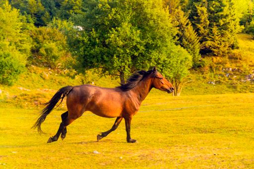A beautiful brown horse running in a field